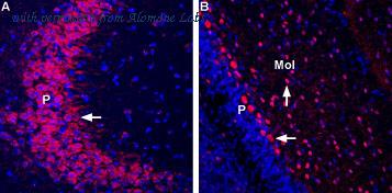 Alomone Labs BLP-GC040 image 1