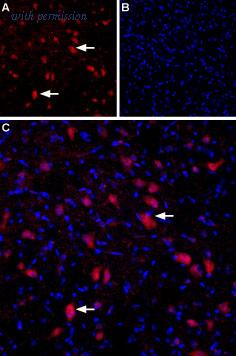 Alomone Labs BLP-GC041 image 1