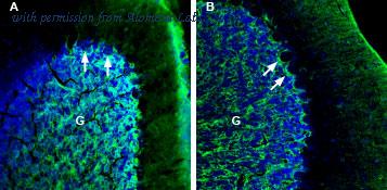 Alomone Labs BLP-GC046 image 1