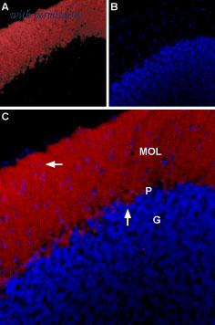 Alomone Labs BLP-GR001 image 1