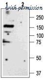 Alomone Labs BLP-GR003 image 1