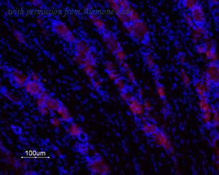 Alomone Labs BLP-GR011 image 1