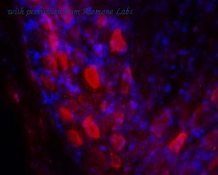 Alomone Labs BLP-GR012 image 1