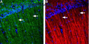 Alomone Labs BLP-GR013 image 1