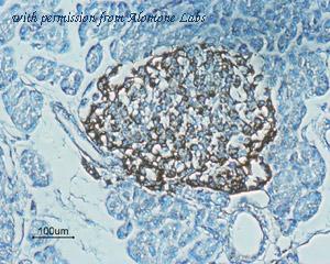 Alomone Labs BLP-GR021 image 1