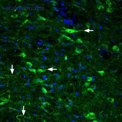 Alomone Labs BLP-GR022 image 1