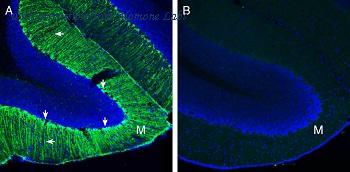 Alomone Labs BLP-GR026 image 1