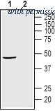 Alomone Labs BLP-GR041 image 1