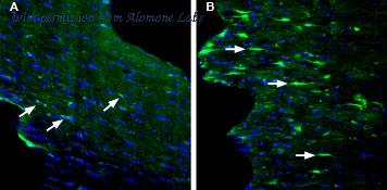 Alomone Labs BLP-GR052 image 1
