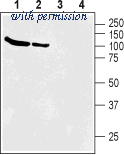 Alomone Labs BLP-GT004 image 1