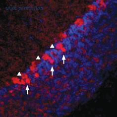 Alomone Labs BLP-GT005 image 1