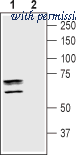 Alomone Labs BLP-GT006 image 1