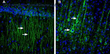 Alomone Labs BLP-GT008 image 1