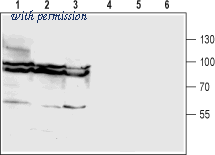 Alomone Labs BLP-GT011 image 1