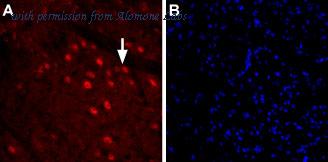 Alomone Labs BLP-GT012 image 1