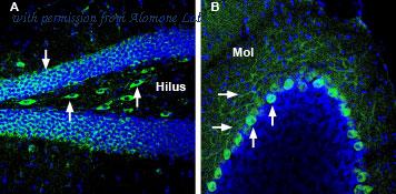 Alomone Labs BLP-GT023 image 1