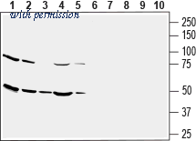 Alomone Labs BLP-GT043 image 1