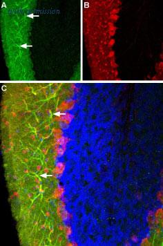 Alomone Labs BLP-HR003 image 1