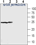 Alomone Labs BLP-IP006 image 1