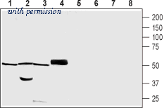 Alomone Labs BLP-IP015 image 1