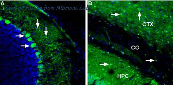 Alomone Labs BLP-IT001 image 1