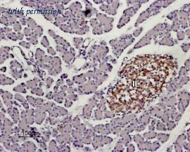 Alomone Labs BLP-KR001 image 1
