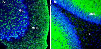 Alomone Labs BLP-KT005 image 1