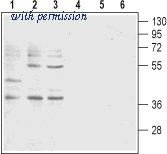 Alomone Labs BLP-LR001 image 1