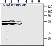 Alomone Labs BLP-LR004 image 1