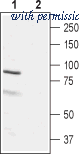 Alomone Labs BLP-LR010 image 1