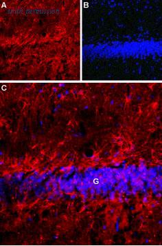 Alomone Labs BLP-LR021 image 1