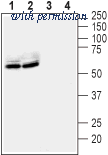 Alomone Labs BLP-LR041 image 1