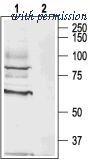 Alomone Labs BLP-MR006 image 1