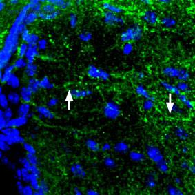 Alomone Labs BLP-MR024 image 1