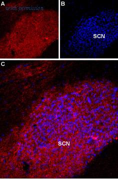 Alomone Labs BLP-MR031 image 1