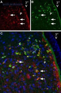 Alomone Labs BLP-MR032 image 1