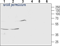 Alomone Labs BLP-MR041 image 1