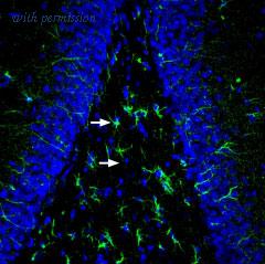 Alomone Labs BLP-MR062 image 1