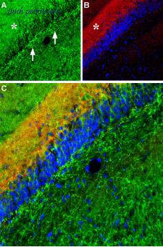 Alomone Labs BLP-MT002 image 1