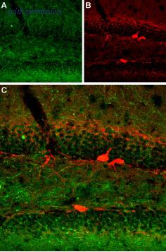 Alomone Labs BLP-MT004 image 1
