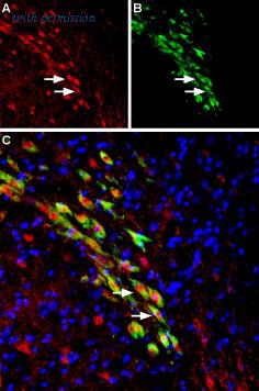 Alomone Labs BLP-MT006 image 1