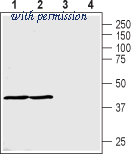Alomone Labs BLP-MT013 image 1