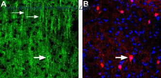 Alomone Labs BLP-NC003 image 1