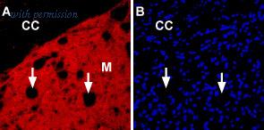Alomone Labs BLP-NC006 image 1