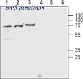 Alomone Labs BLP-NC012 image 1