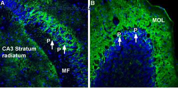 Alomone Labs BLP-NP002 image 1
