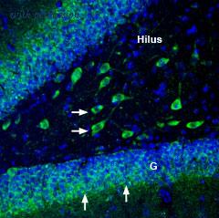 Alomone Labs BLP-NP003 image 1