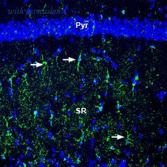 Alomone Labs BLP-NP012 image 1