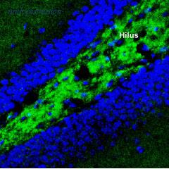 Alomone Labs BLP-NR003 image 1