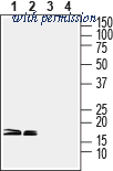 Alomone Labs BLP-NR011 image 1